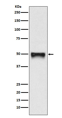 CD209 (16J14) Rabbit Monoclonal Antibody