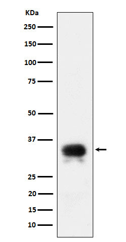 CD24 (11S3) Rabbit Monoclonal Antibody