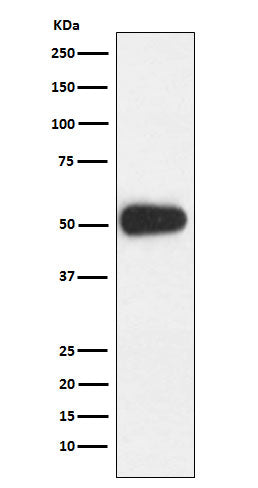 CD27 (14S1) Rabbit Monoclonal Antibody
