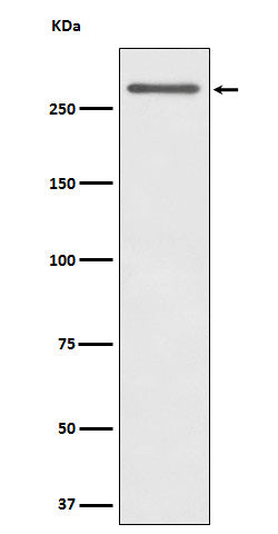 CD35 (18O19) Rabbit Monoclonal Antibody