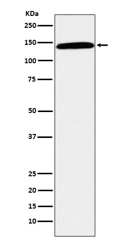 CD42b (1R11) Rabbit Monoclonal Antibody