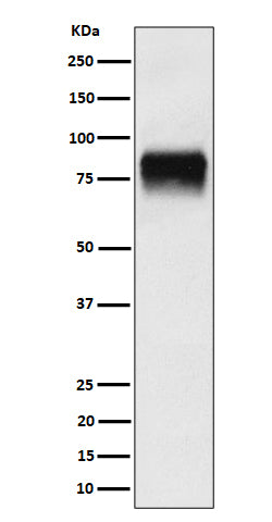 CD44 (19J7) Rabbit Monoclonal Antibody