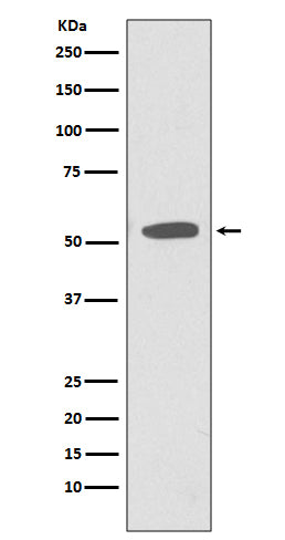 CD47  (6W15) Rabbit Monoclonal Antibody