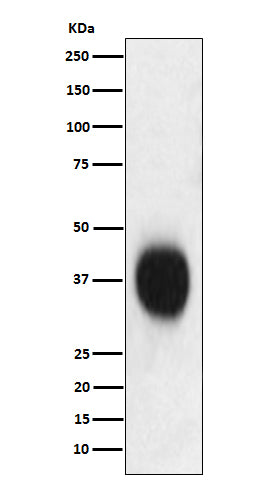 CD53 (16I11) Rabbit Monoclonal Antibody