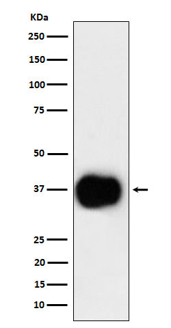 CD79b (1O8) Rabbit Monoclonal Antibody