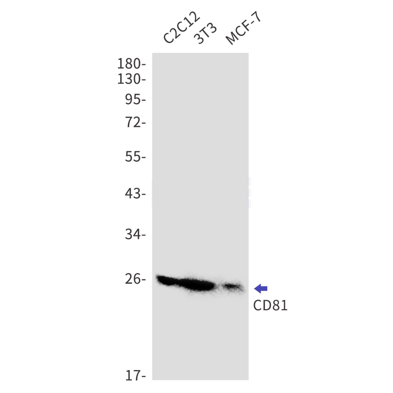 CD81 (18O3) Rabbit Monoclonal Antibody