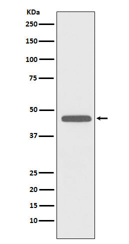 CD83 (7K14) Rabbit Monoclonal Antibody