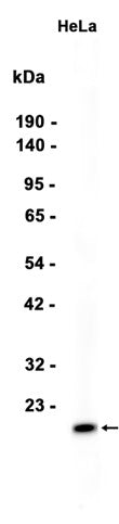 CD9 (17X5) Rabbit Monoclonal Antibody