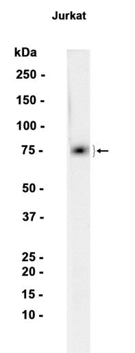 CD97 (16U13) Rabbit Monoclonal Antibody