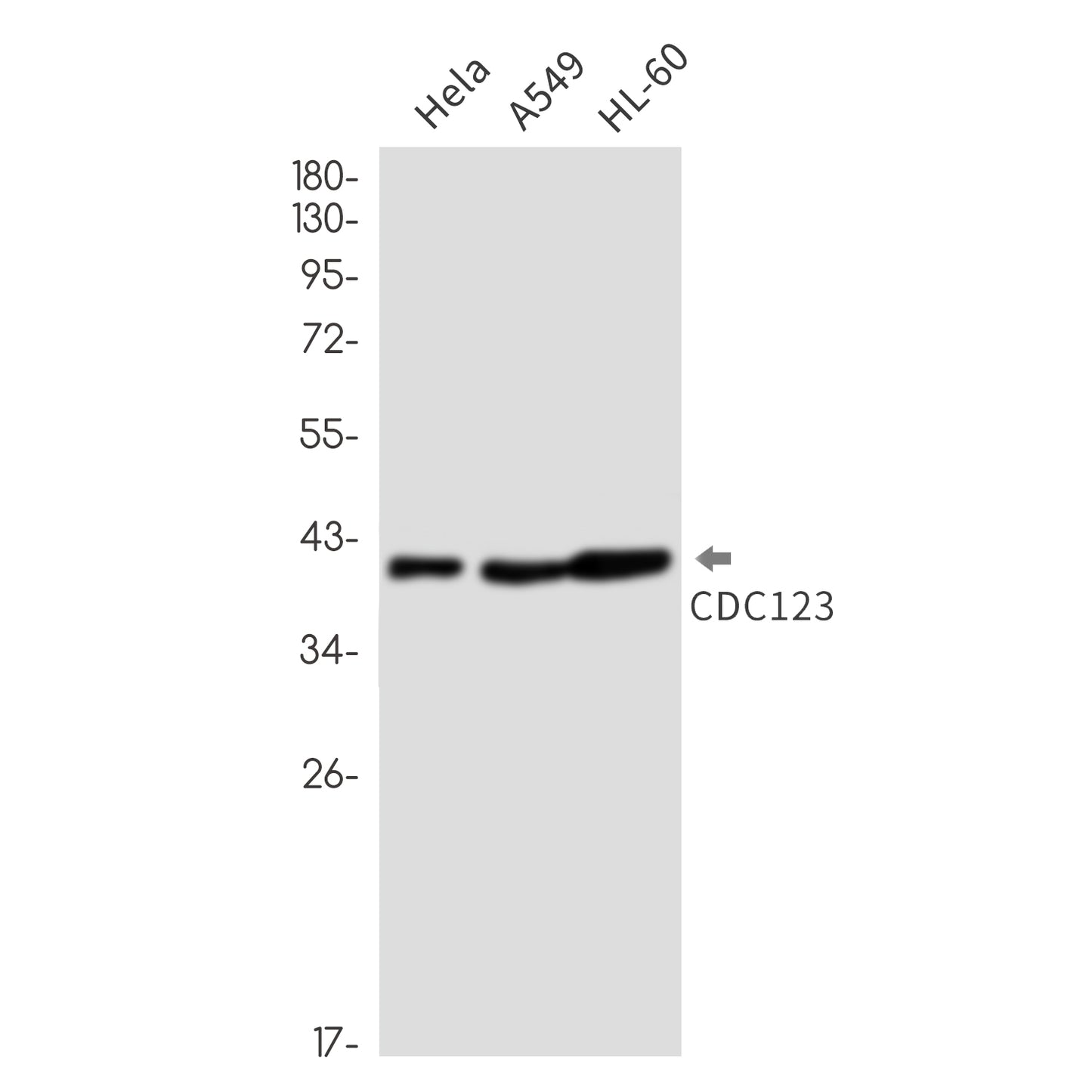 CDC123 (15X2) Rabbit Monoclonal Antibody
