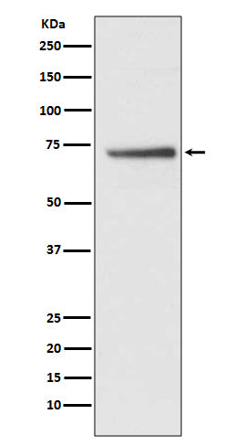 Cdc16/APC6 (16I13) Rabbit Monoclonal Antibody