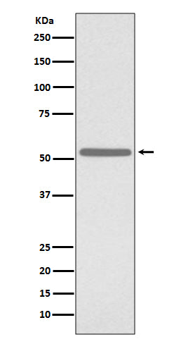 Cdc25C (11W11) Rabbit Monoclonal Antibody