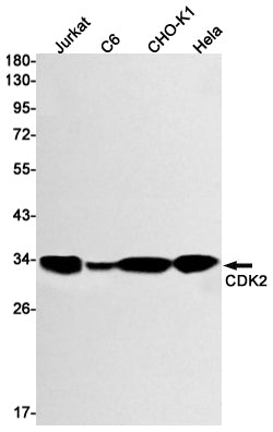 CDK2 (11O4) Rabbit Monoclonal Antibody