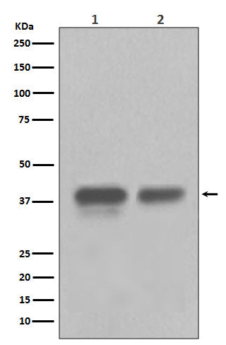 CDX2 (12N2) Rabbit Monoclonal Antibody