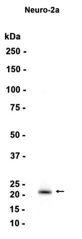 CEND1 (18Z15) Rabbit Monoclonal Antibody