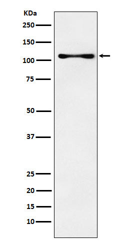 CENPC (9Q1) Rabbit Monoclonal Antibody
