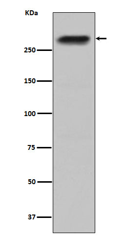 CENPE (15A19) Rabbit Monoclonal Antibody
