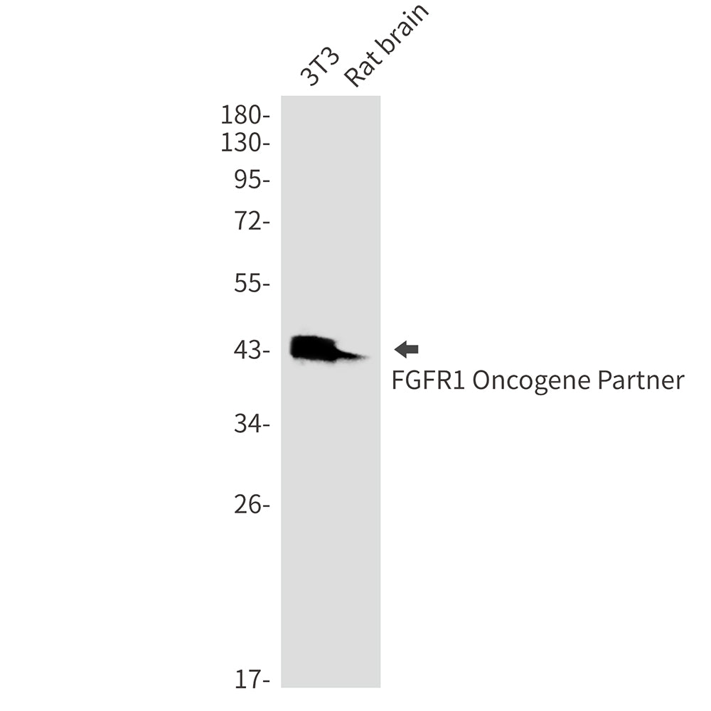 CEP43 (7K4) Rabbit Monoclonal Antibody