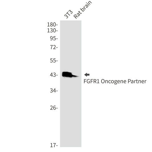 CEP43 (7K4) Rabbit Monoclonal Antibody