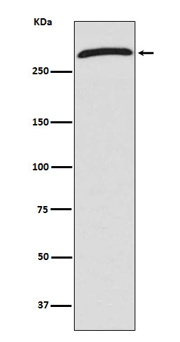 CHD4 (15O2) Rabbit Monoclonal Antibody