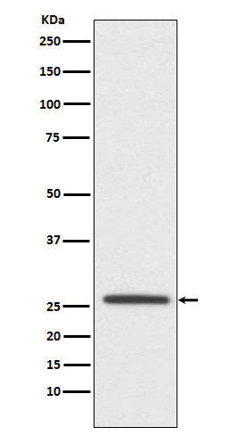 Claudin 11 (15R12) Rabbit Monoclonal Antibody