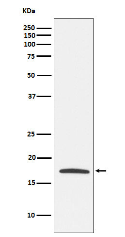 Claudin 4  (6G15) Rabbit Monoclonal Antibody