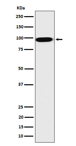 CLPTM1 (5Z3) Rabbit Monoclonal Antibody