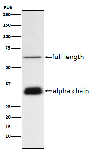 Clusterin (16Y5) Rabbit Monoclonal Antibody