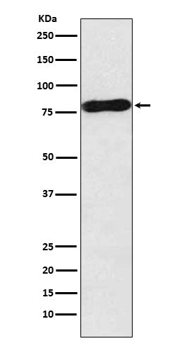 c-Myb (18B8) Rabbit Monoclonal Antibody