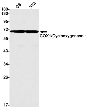 COX1 (8G12) Rabbit Monoclonal Antibody