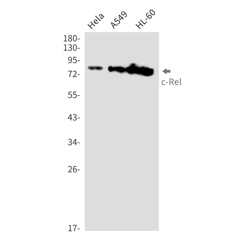 c-Rel  (15T11) Rabbit Monoclonal Antibody