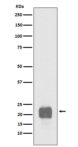 Cripto1 (12R19) Rabbit Monoclonal Antibody