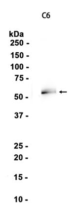 CRMP1 (17O10) Rabbit Monoclonal Antibody