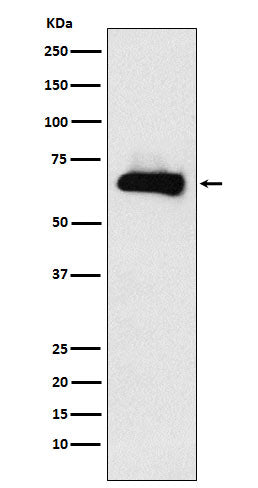 CRMP4 (10G15) Rabbit Monoclonal Antibody