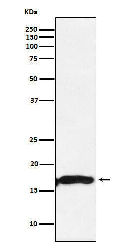 CRYAA (15B3) Rabbit Monoclonal Antibody