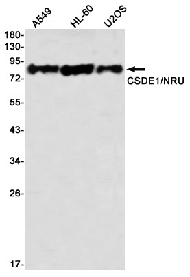 CSDE1 (16X6) Rabbit Monoclonal Antibody