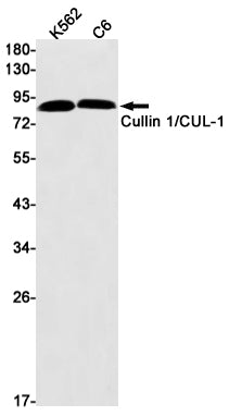 Cullin 1 (15K6) Rabbit Monoclonal Antibody
