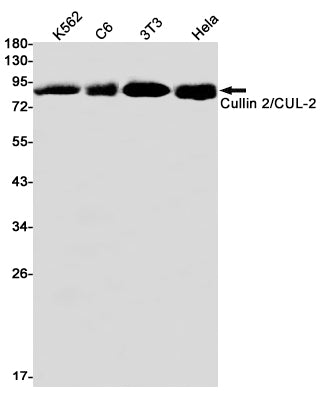 Cullin 2 (4Q8) Rabbit Monoclonal Antibody