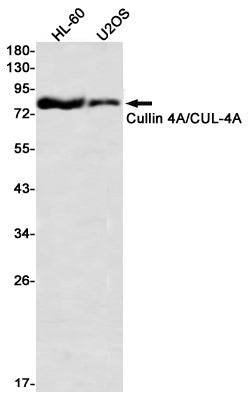 Cullin4A (10D19) Rabbit Monoclonal Antibody
