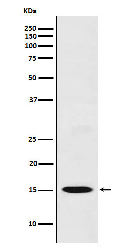 CXCL11 (13J17) Rabbit Monoclonal Antibody