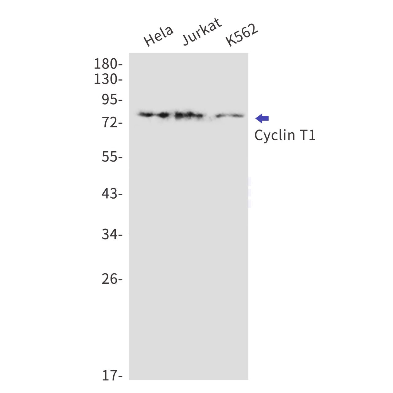 Cyclin T1 (2A7) Rabbit Monoclonal Antibody