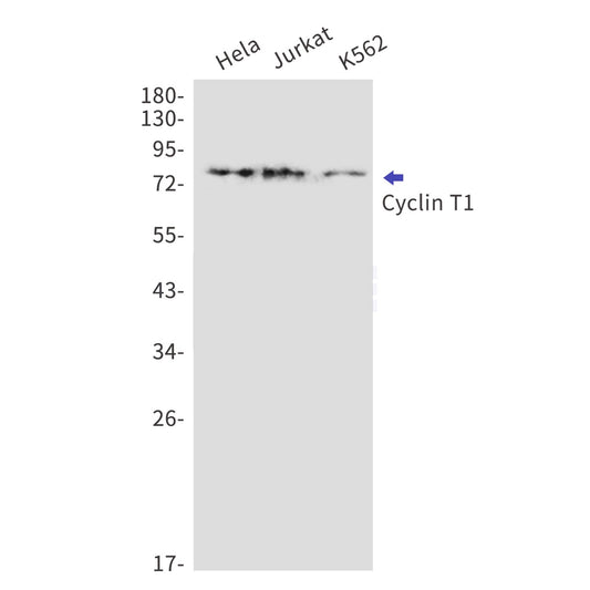 Cyclin T1 (2A7) Rabbit Monoclonal Antibody