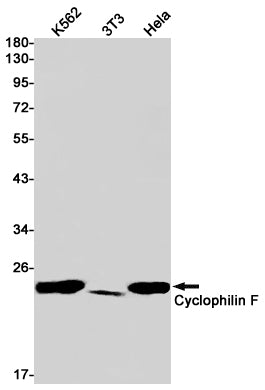 Cyclophilin F (1L16) Rabbit Monoclonal Antibody