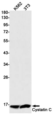 Cystatin C (9R19) Rabbit Monoclonal Antibody