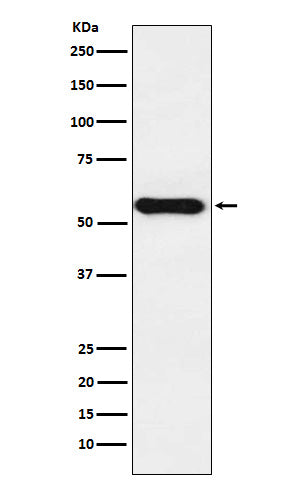 Cytochrome P450 1A2 (8B7) Rabbit Monoclonal Antibody