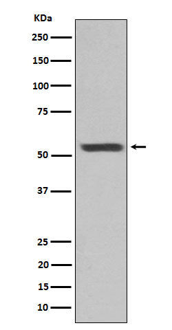 Cytokeratin 12 (3A7) Rabbit Monoclonal Antibody