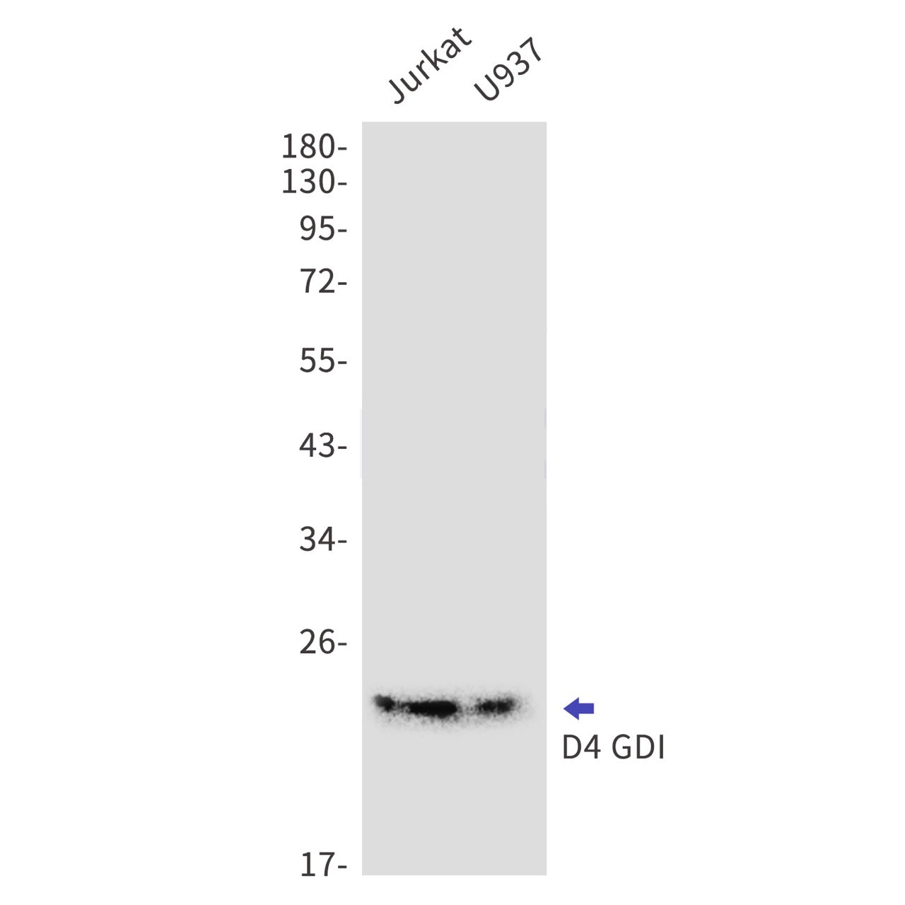 D4 GDI (13R12) Rabbit Monoclonal Antibody