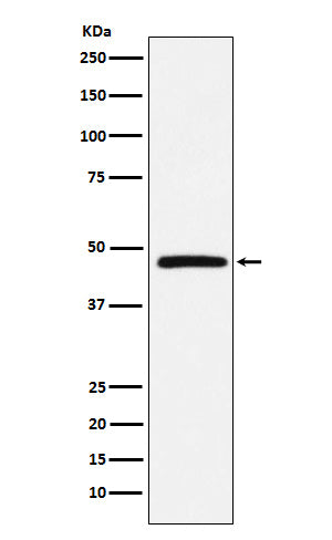 DARC (18A13) Rabbit Monoclonal Antibody