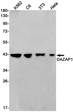 DAZAP1 (14U10) Rabbit Monoclonal Antibody