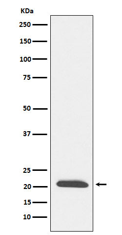 DCTN3 (16M8) Rabbit Monoclonal Antibody
